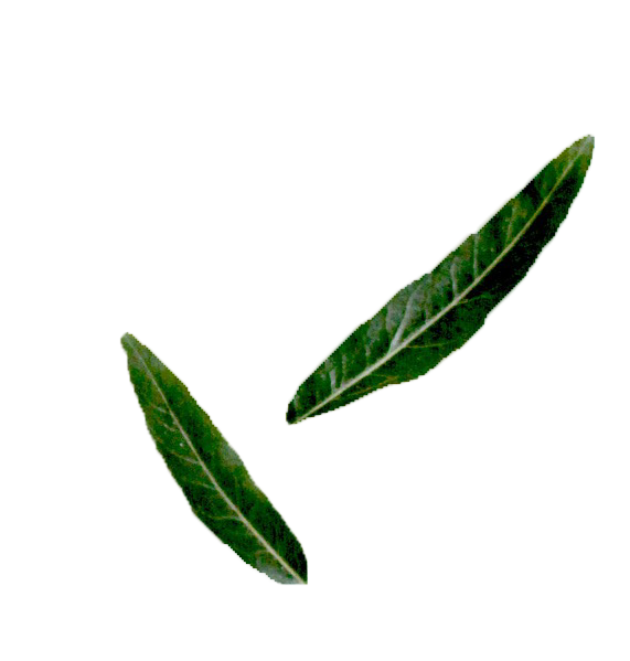 leaves-olive