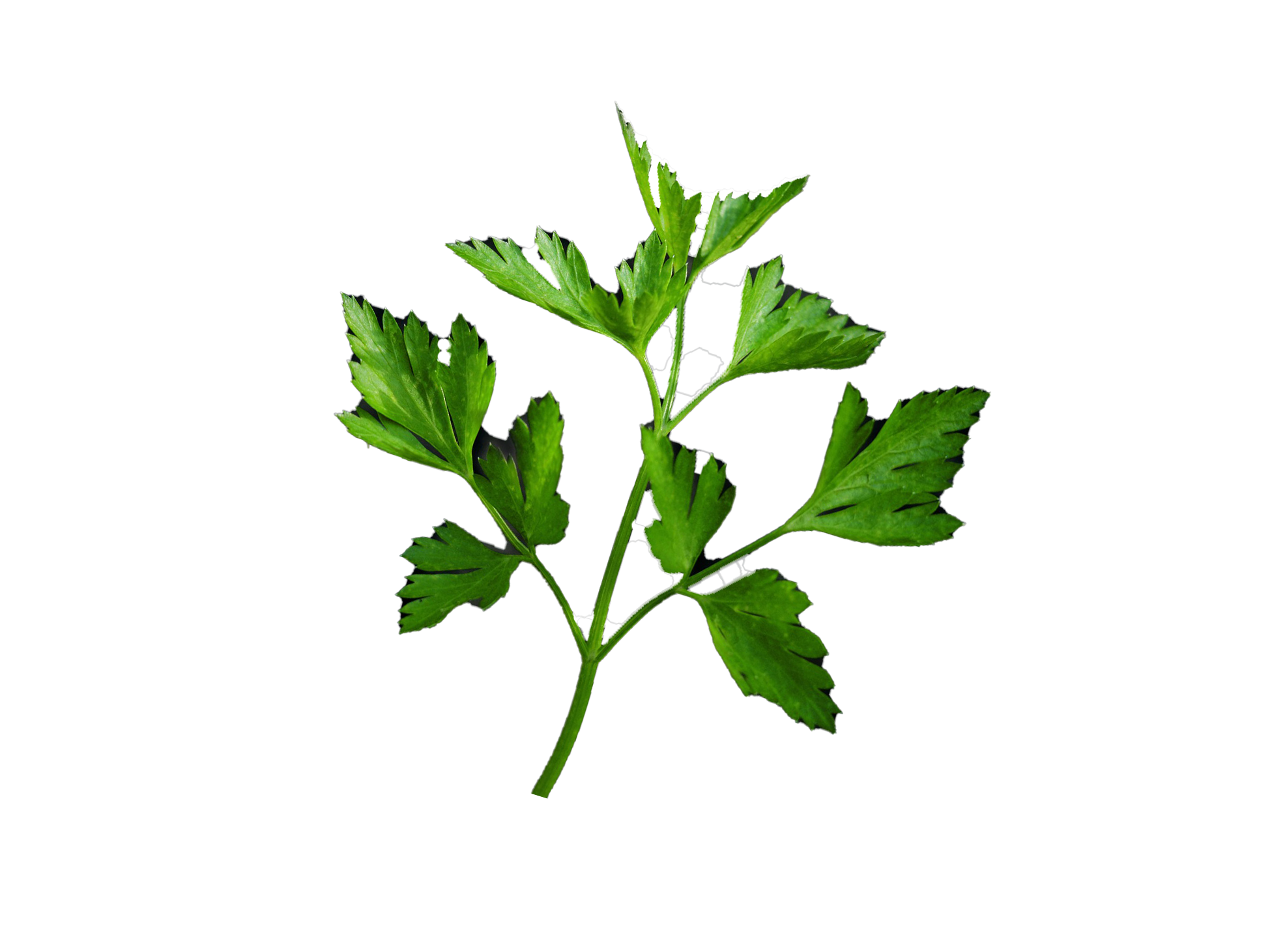 parsley-leaf